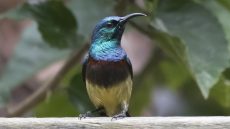 Souimanga Sunbird