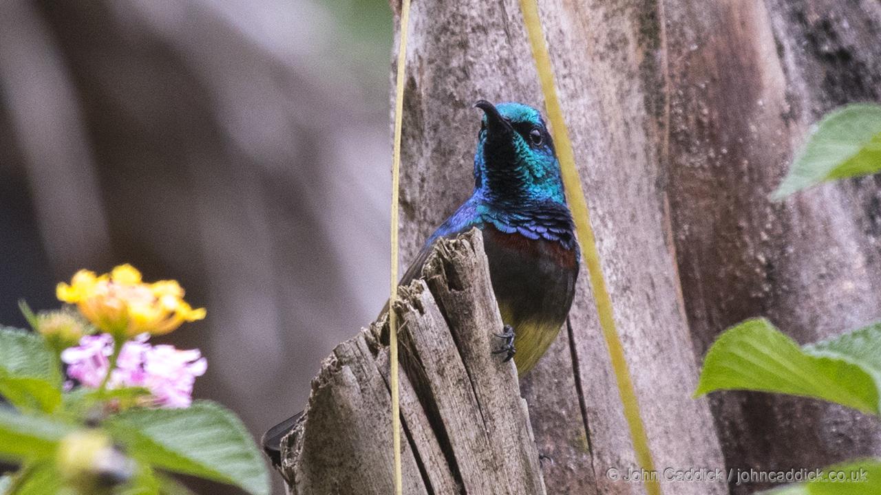 Souimanga Sunbird