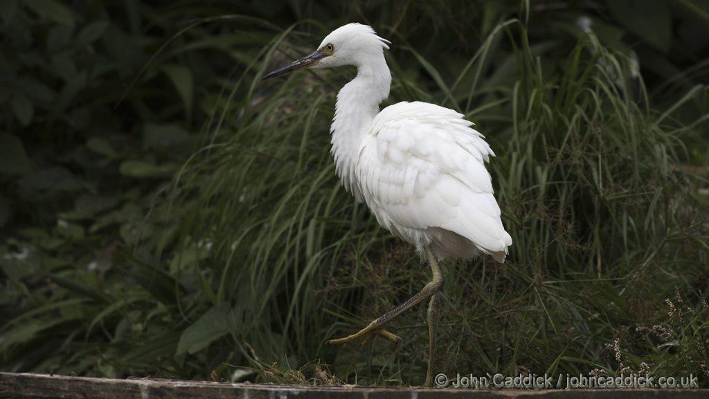 Dimorphic Egret - John Caddick | John Caddick
