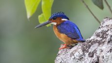 Malagasy Kingfisher