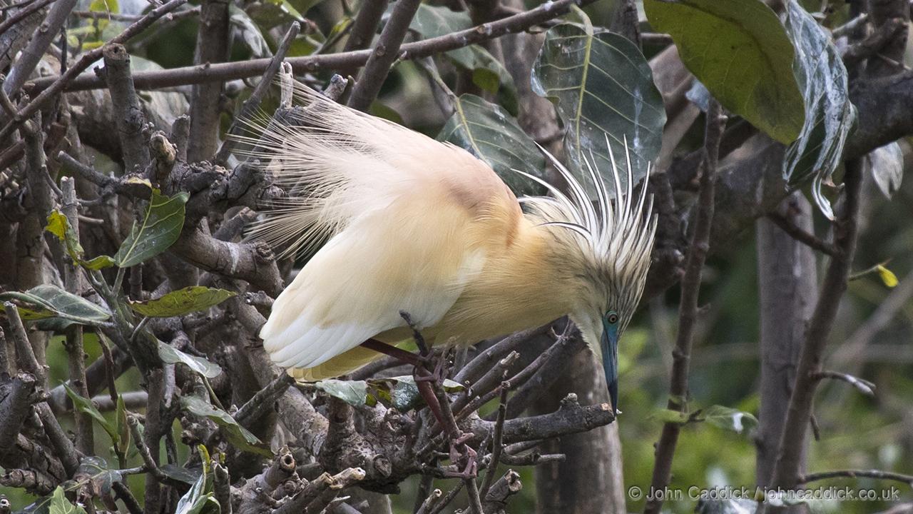 Squacco Heron in breeding plumage