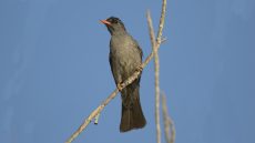 Malagasy Bulbul