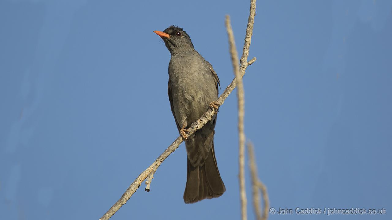 Malagasy Bulbul