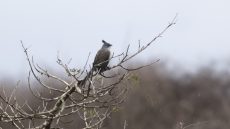 Verreaux’s Coua