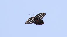 Madagascar Giant Swallowtail in flight