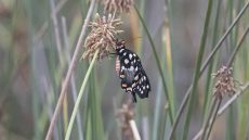 Madagascar Giant Swallowtail