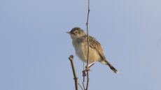 Madagascar Cisticola