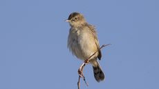 Madagascar Cisticola