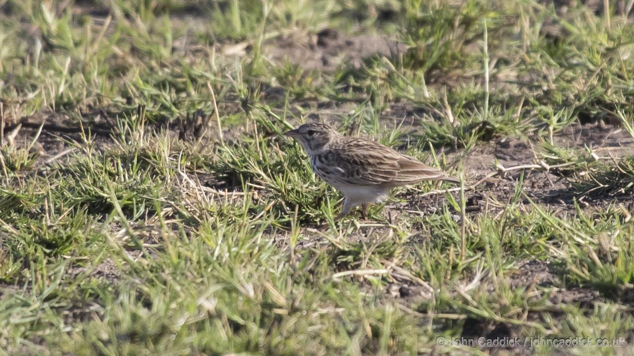 Madagascar Lark