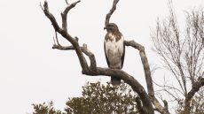 Madagascar Cuckoo-Hawk