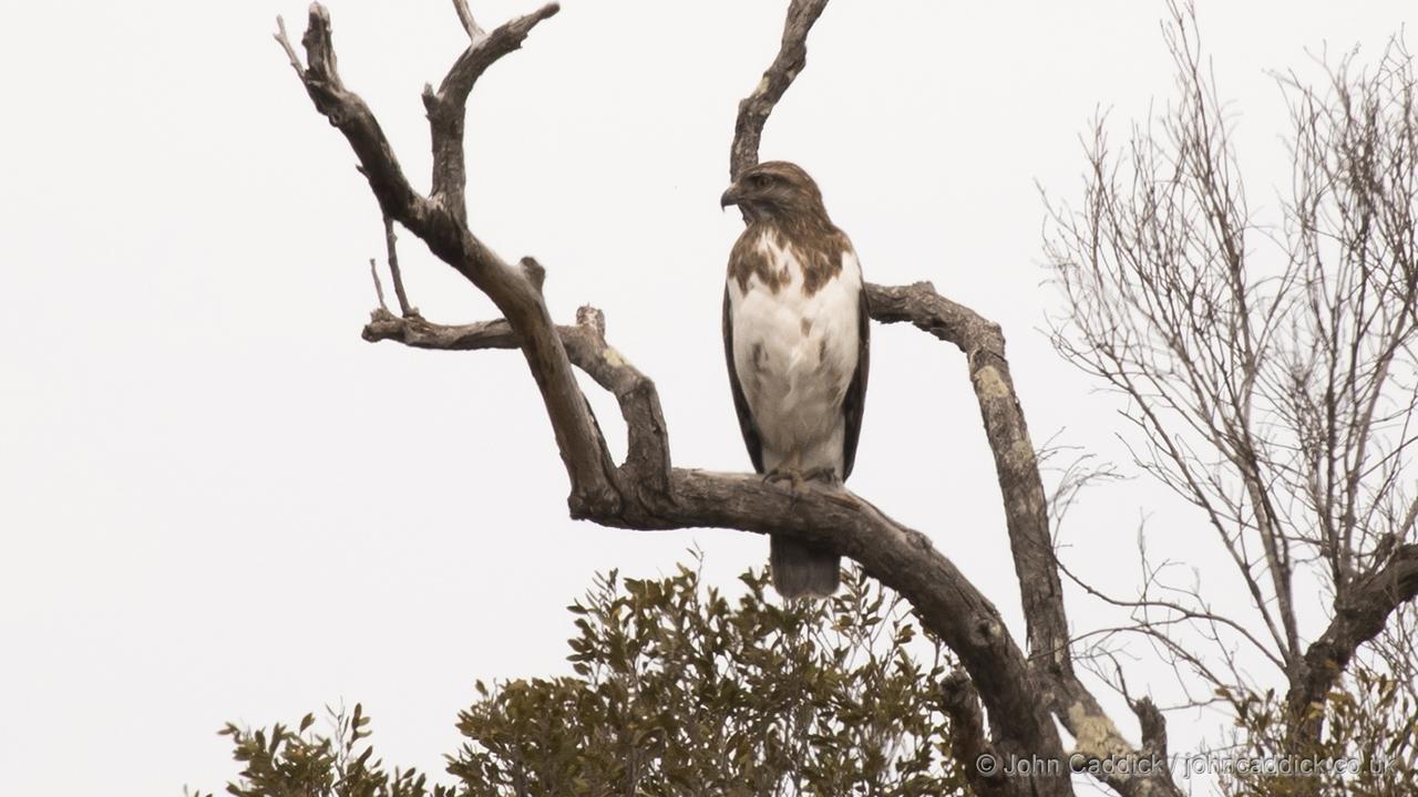 Madagascar Cuckoo-Hawk