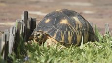 Radiated Tortoise