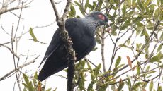 Madagascar Blue Pigeon