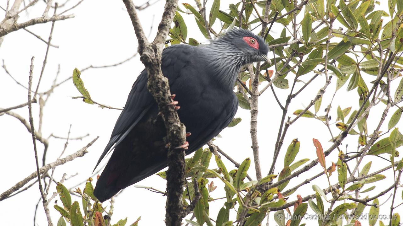 Madagascar Blue Pigeon
