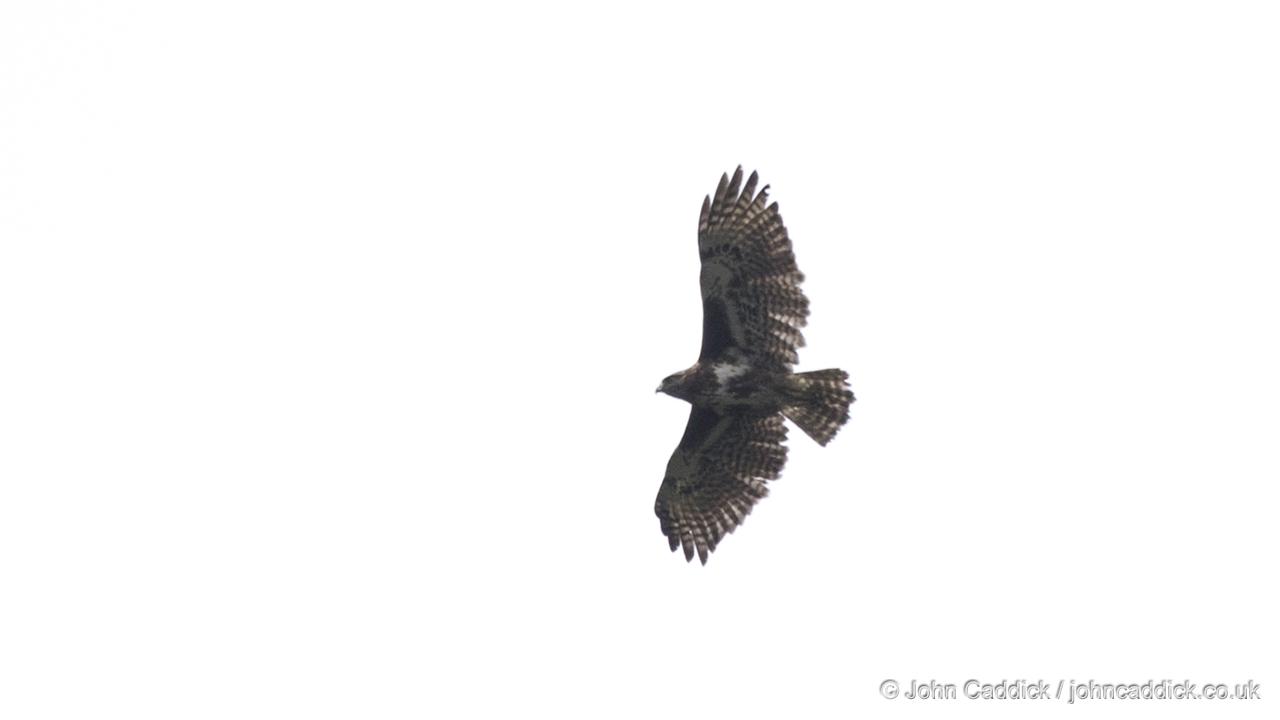 Madagascar Buzzard in flight