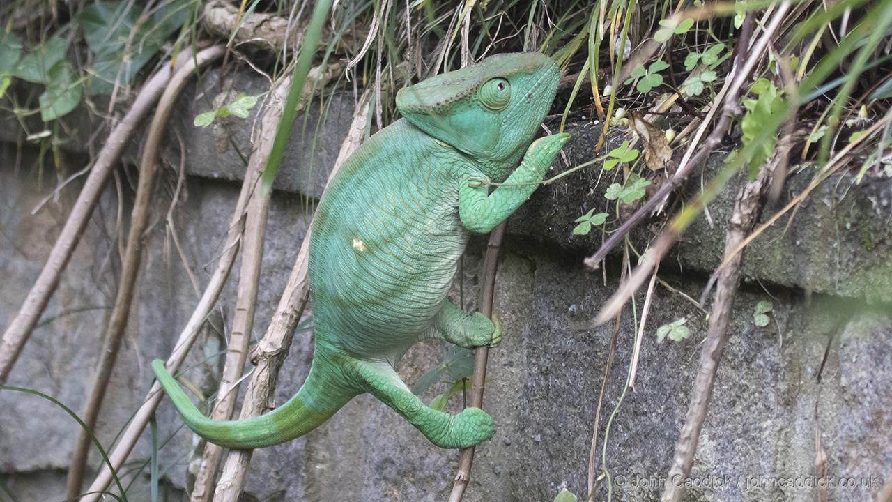 Parson’s Chameleon