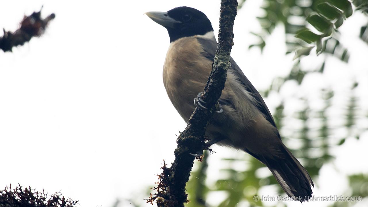 Pollen’s Vanga adult female