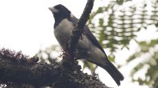 Pollen’s Vanga adult male