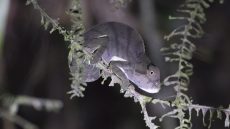 Short-horned Chameleon