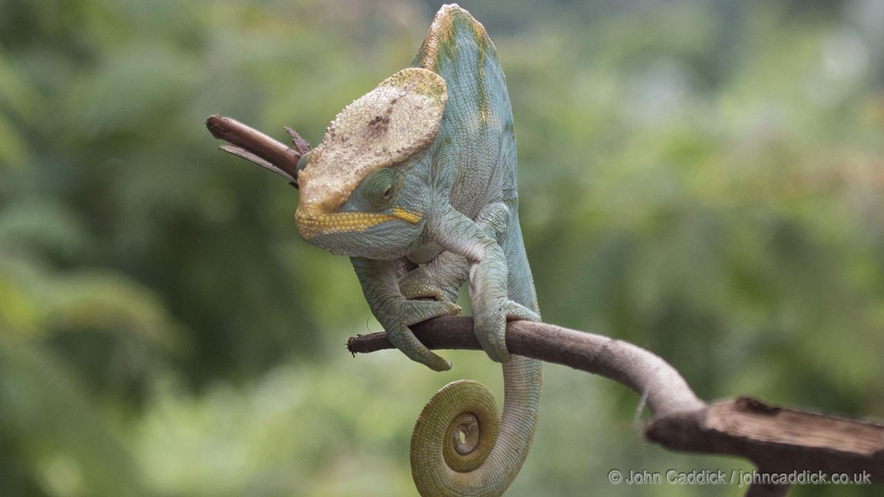 Parson’s Chameleon