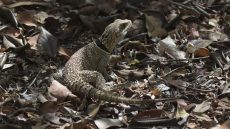 Madagascan Collared Iguana