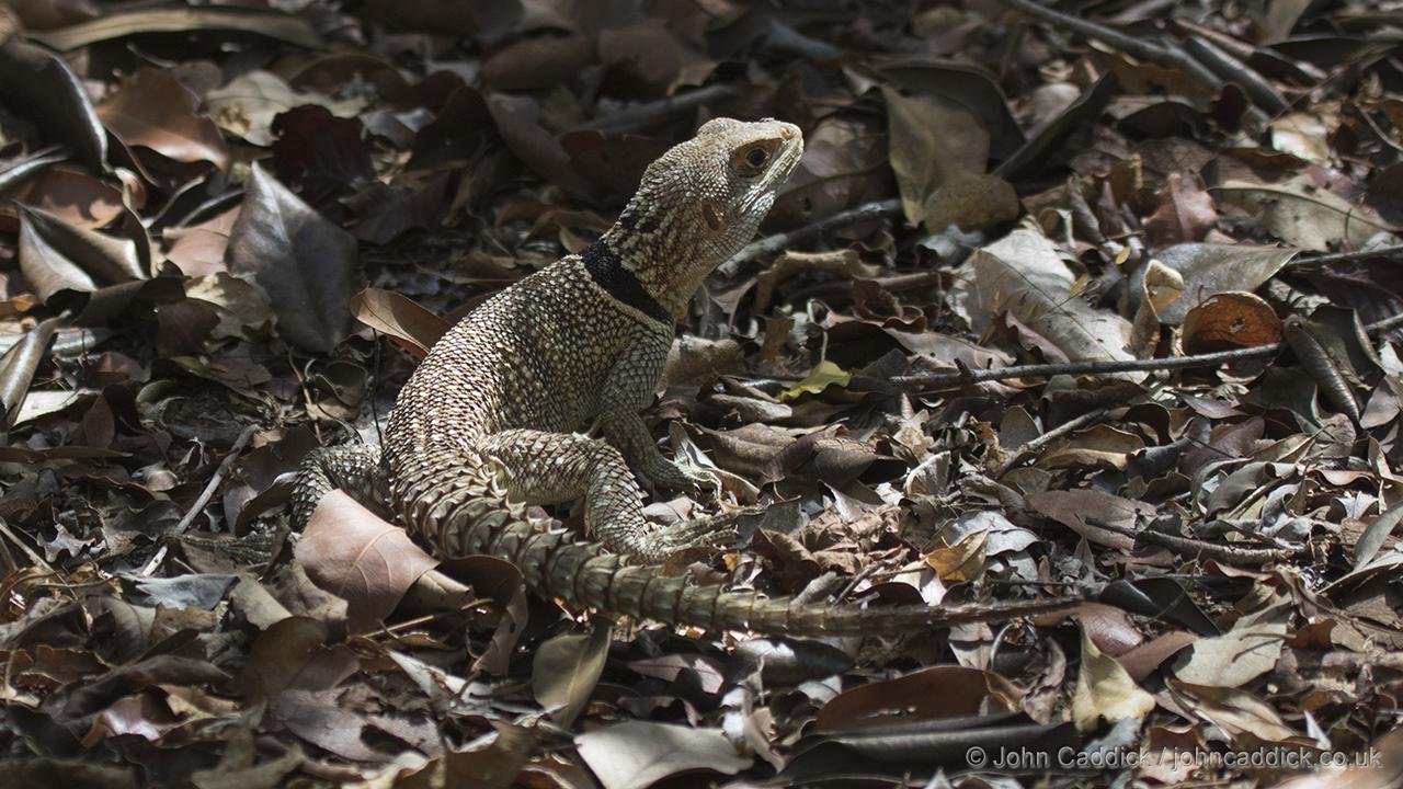 Madagascan Collared Iguana