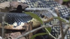 Malagasy Giant Hognose Snake