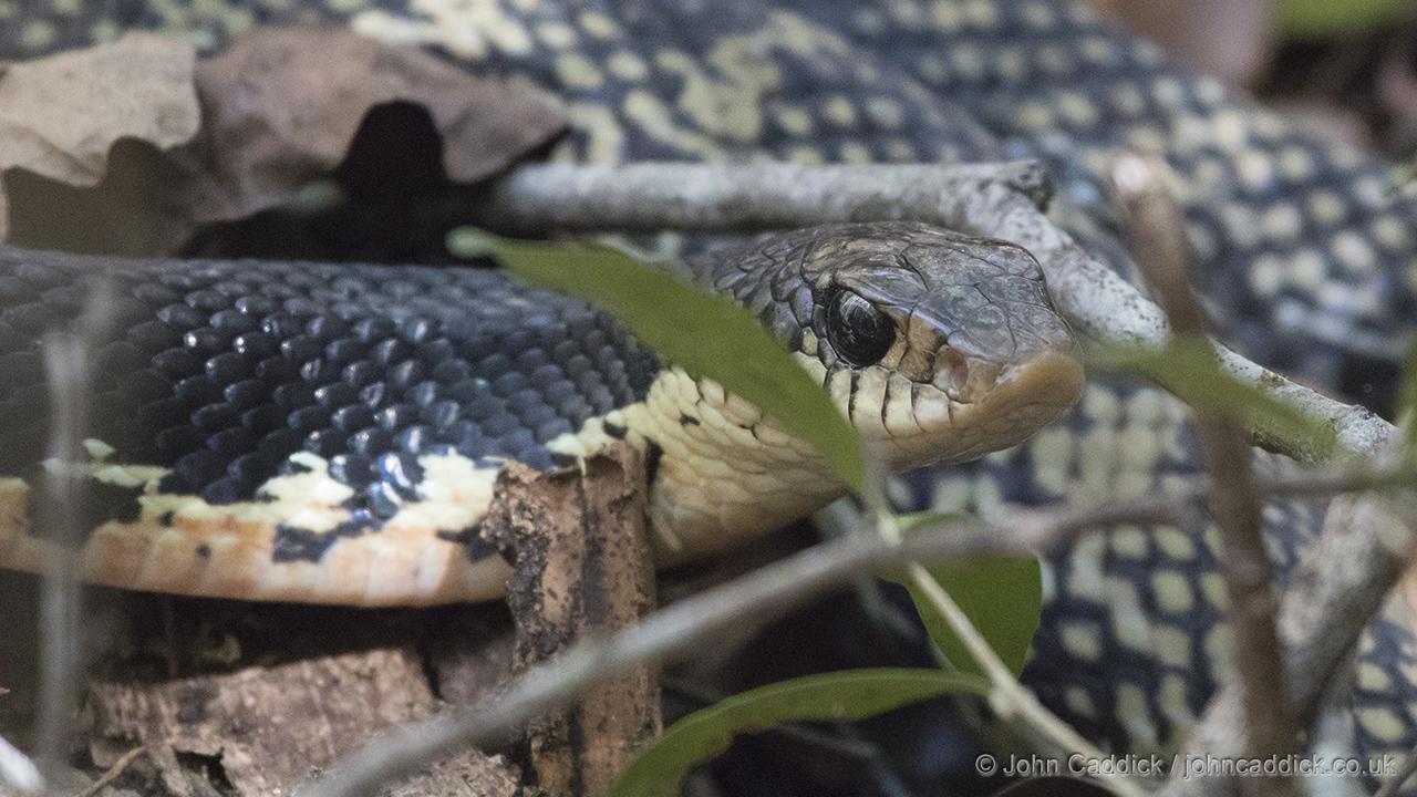 Malagasy Giant Hognose Snake
