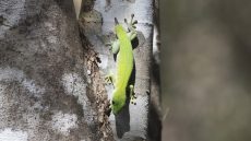 Madagascar Day Gecko