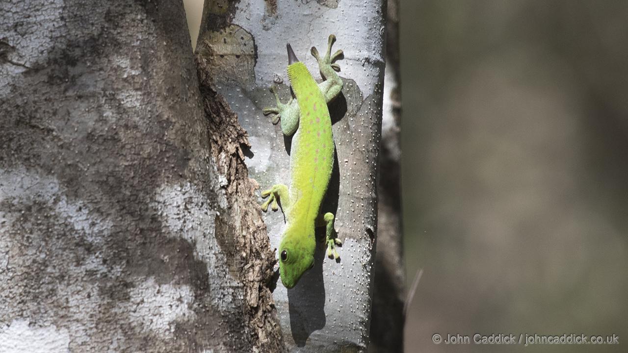 Madagascar Day Gecko