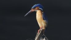 Malagasy Kingfisher