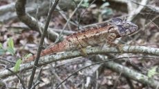 Malagasy Giant Chameleon