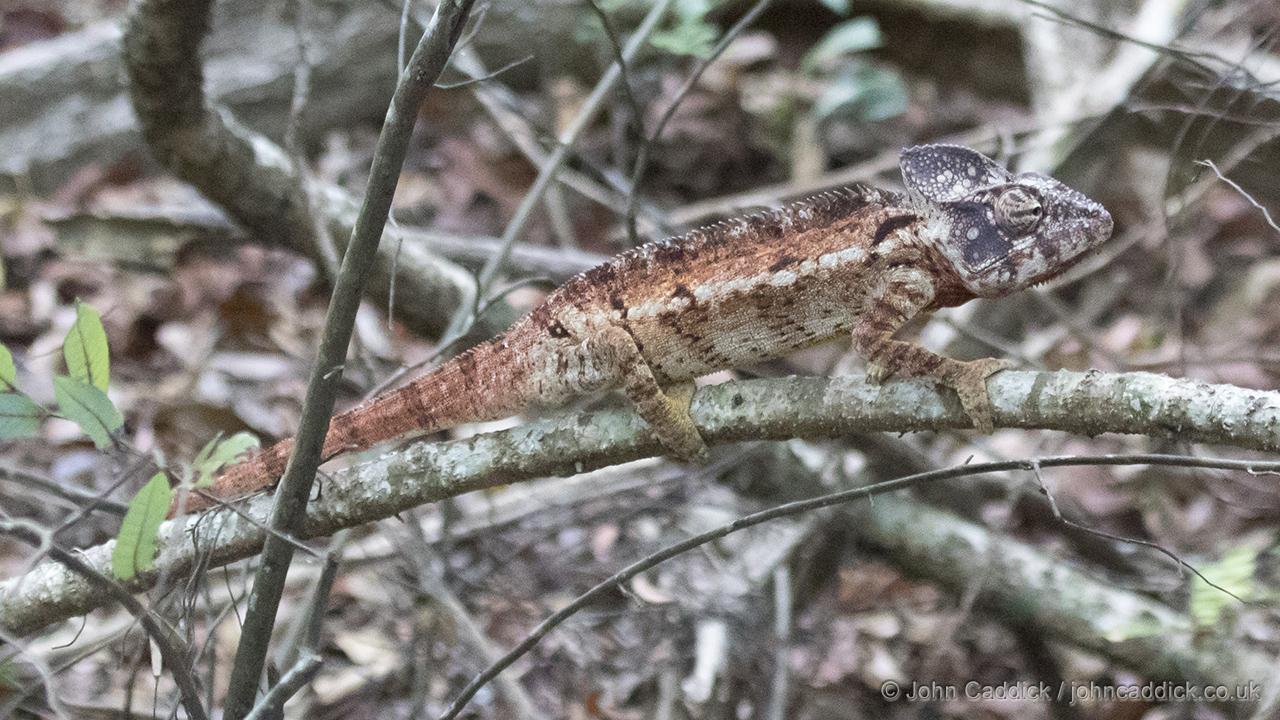 Malagasy Giant Chameleon