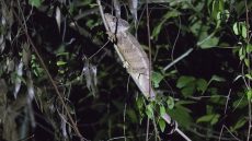 Malagasy Giant Chameleon