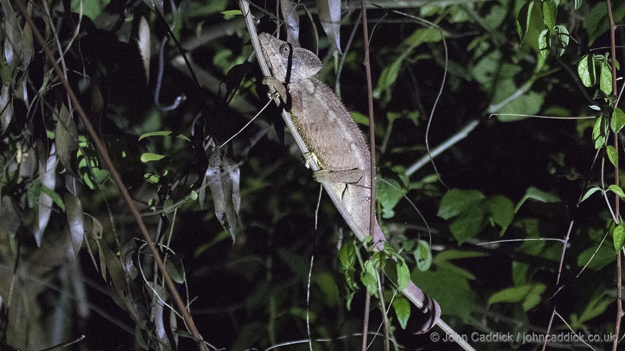 Malagasy Giant Chameleon