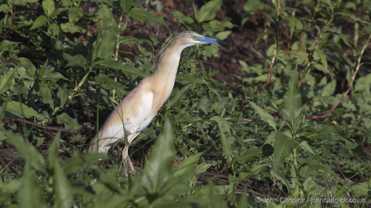 Squacco Heron