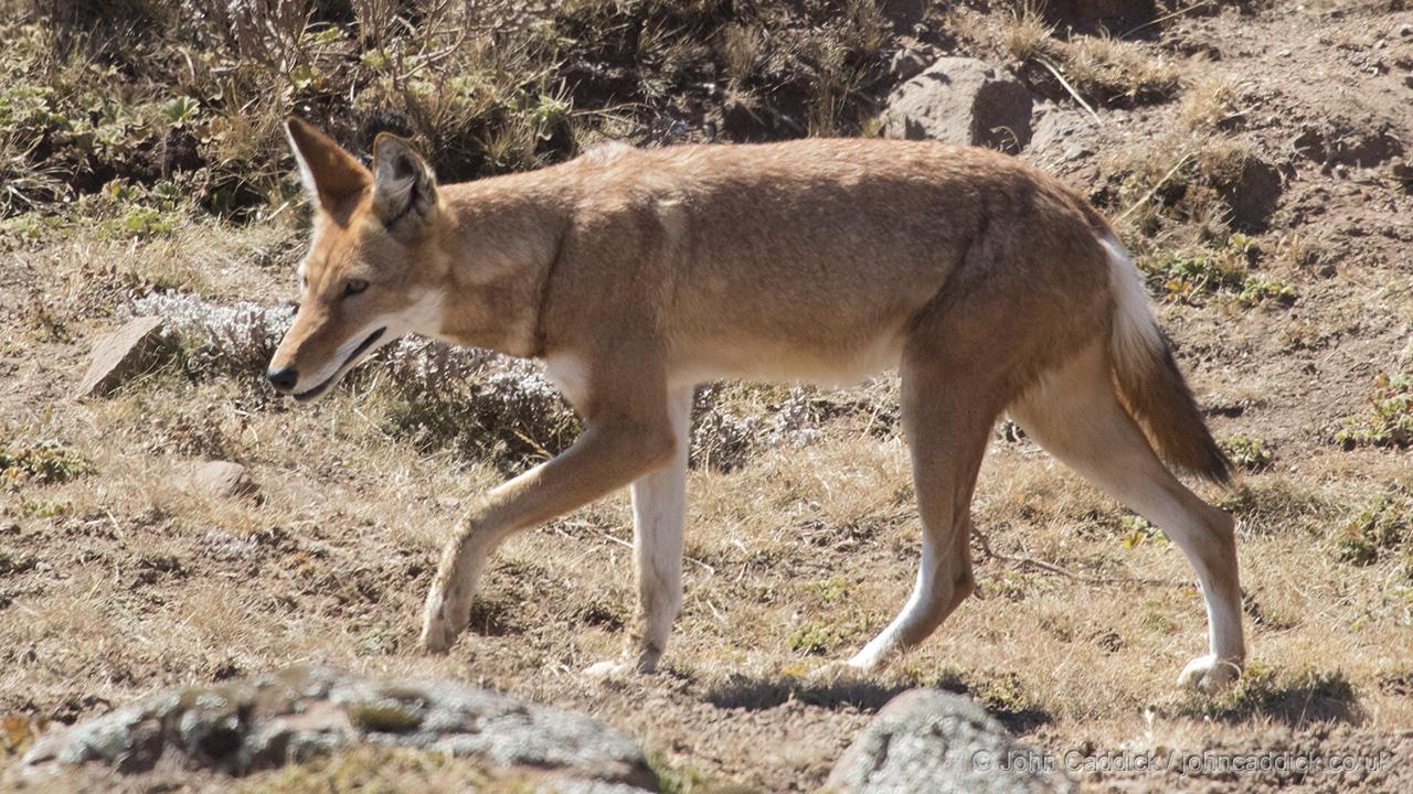 Ethiopian Wolf