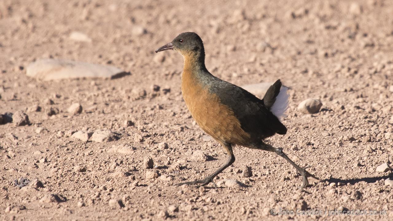 Rouget’s Rail