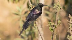 Tacazze Sunbird adult male