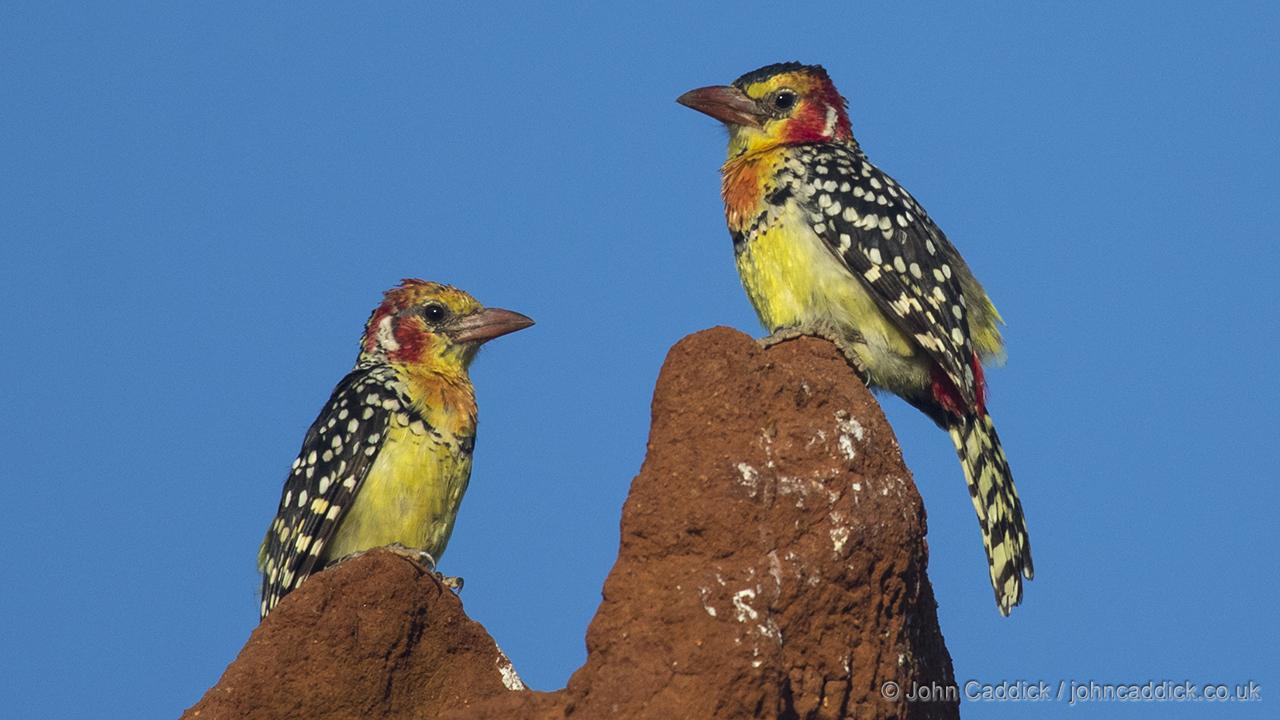 Red-and-yellow Barbet pair