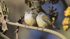 Yellow-bellied Waxbill adult and juvenile