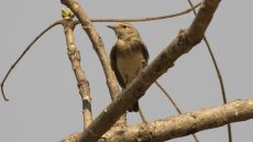 Pied Wheatear adult female