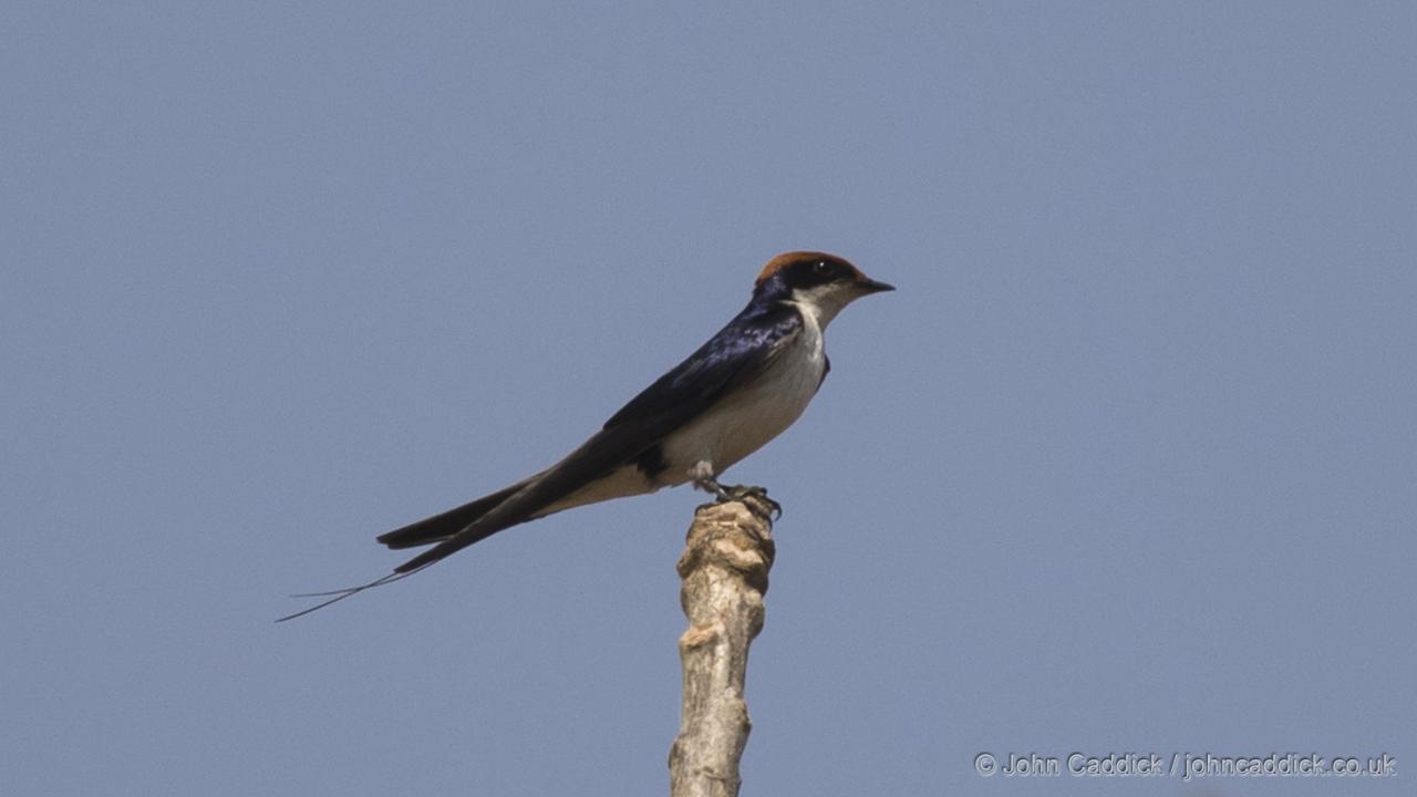 Wire-tailed Swallow adult