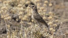 Masked Lark juvenile