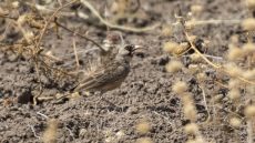 Masked Lark adult