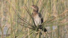 Reed Cormorant
