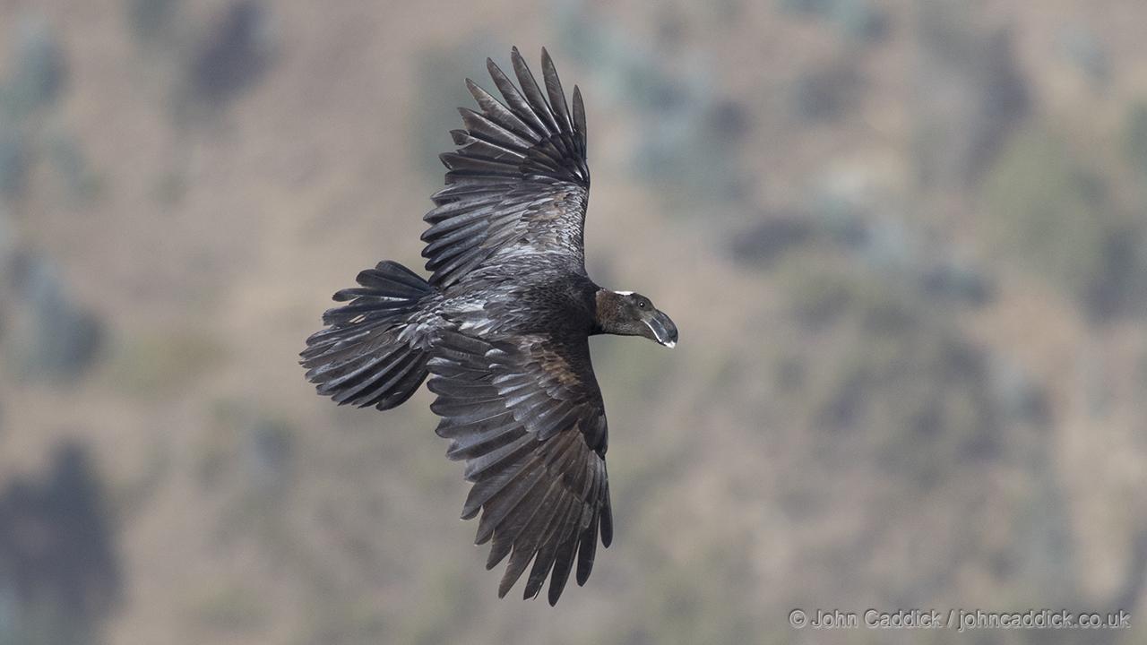 Thick-billed Raven
