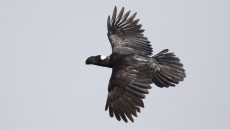 Thick-billed Raven