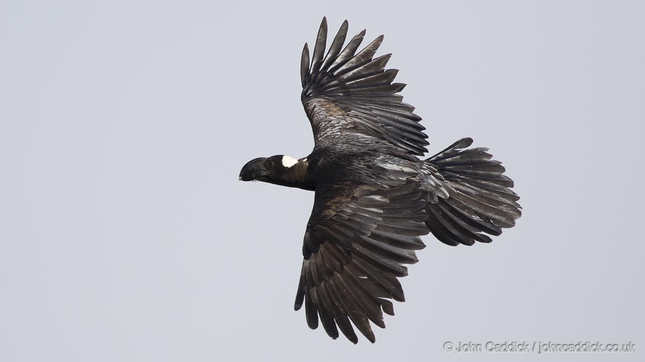 Thick-billed Raven