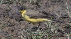 Western Yellow Wagtail